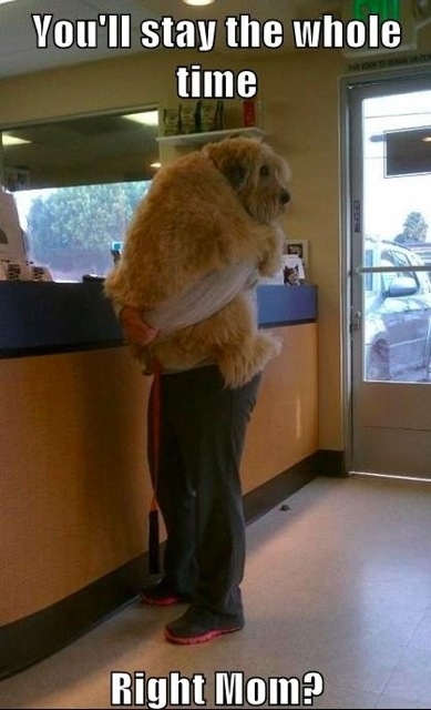 Dog at the vet