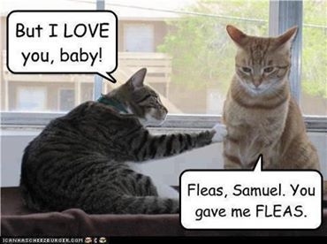 You gave me fleas