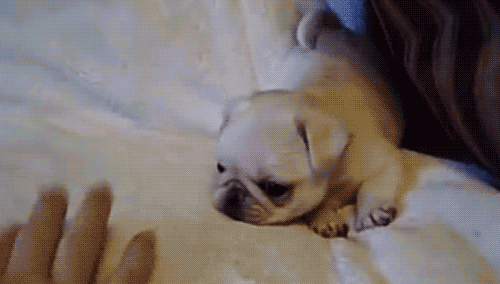 Playful Puppy