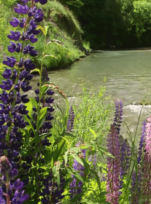 Calming Stream