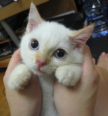Adorable kitty