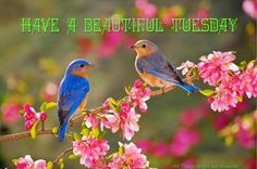 Have a beautiful Tuesday Have a beautiful Tuesday