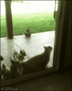 Cat Opening The Door