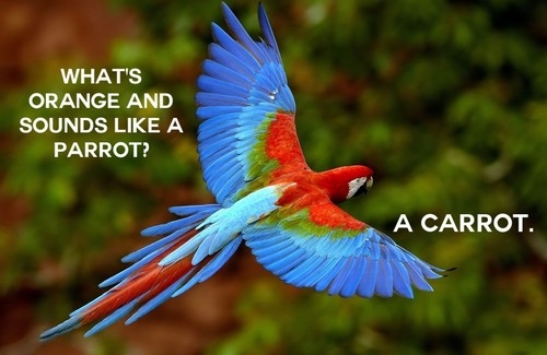 Whats orange and sounds like a parrot Whats orange and sounds like a parrot