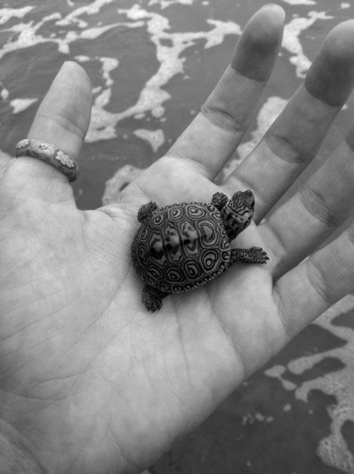 Tiny Turtle