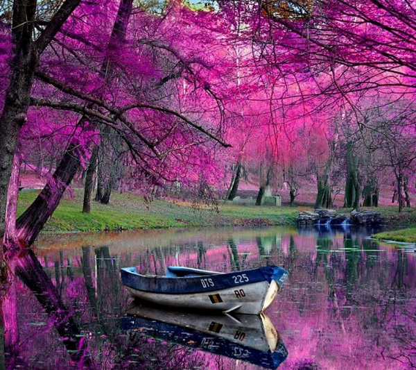 Rose Colored Nature