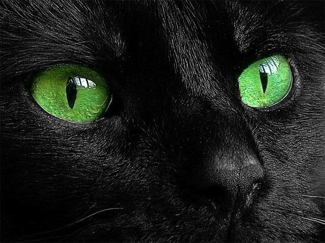 Black Cat Black Cat