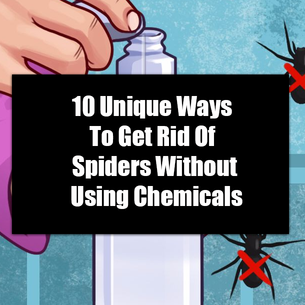 10 Unique Ways To Get Rid Of Spiders Without Using Chemicals