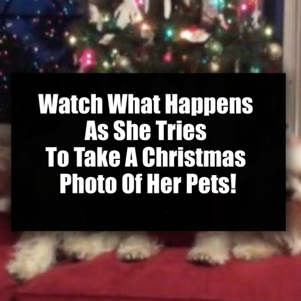 Watch What Happens As She Tries To Take A Christmas Photo Of Her Pets!