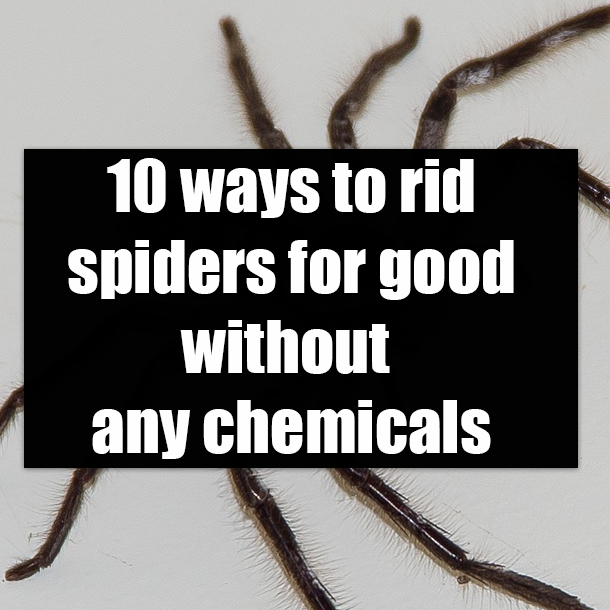 10 ways to rid spiders for good without any chemicals