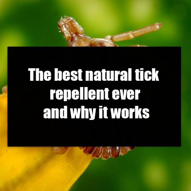 The best natural tick repellent ever and why it works