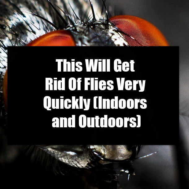 This Will Get Rid Of Flies Very Quickly (Indoors and Outdoors)