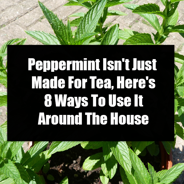 Peppermint Isn't Just Made For Tea, Here's 8 Ways To Use It Around The House