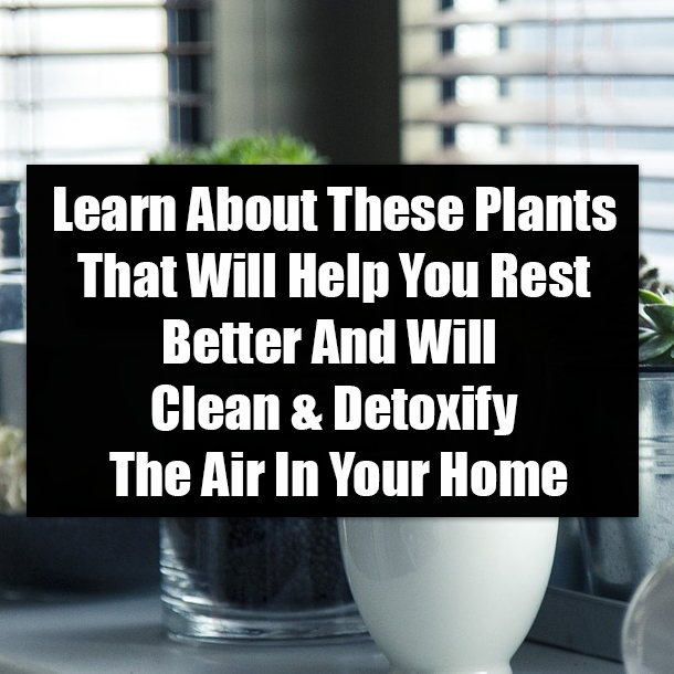 Learn About These Plants That Will Help You Rest Better And Will Clean & Detoxify The Air In Your Home