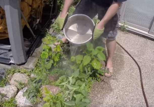 Gardener Shows Simple Trick To Kill Weeds Fast - Cheap And Effective - picture 2