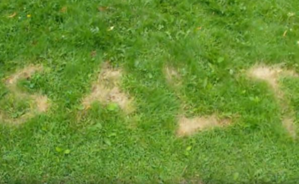 Gardener Shows Simple Trick To Kill Weeds Fast - Cheap And Effective - picture 3