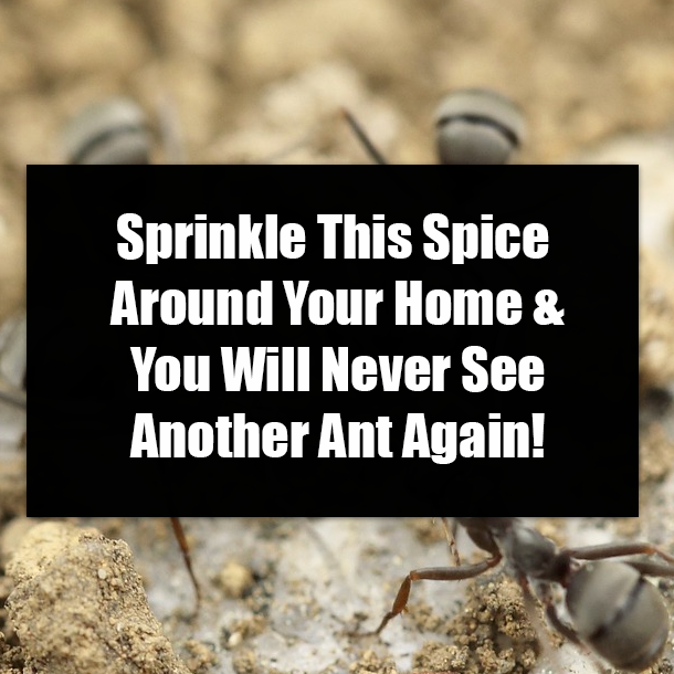 Sprinkle This Spice Around Your Home & You Will Never See Another Ant Again!