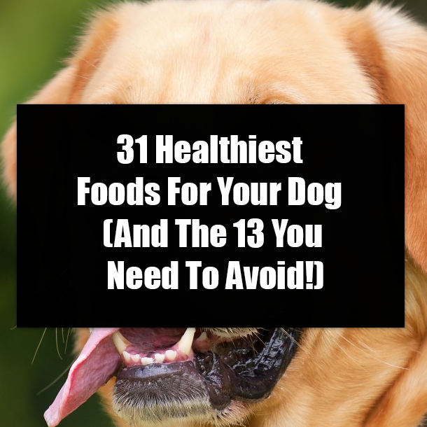 31 Healthiest Foods For Your Dog (And The 13 You Need To Avoid!)