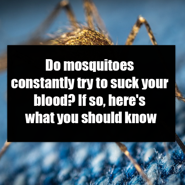 Do mosquitoes constantly try to suck your blood? If so, here's what you should know