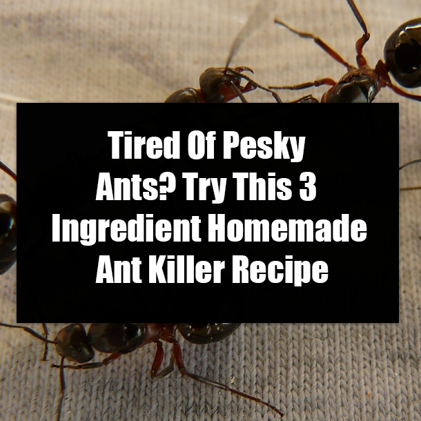 Tired Of Pesky Ants? Try This 3 Ingredient Homemade Ant Killer Recipe