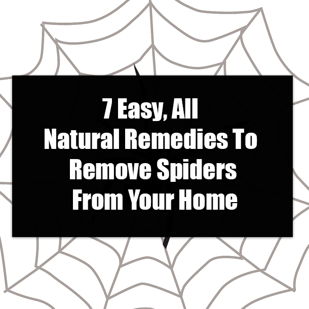 7 Easy, All Natural Remedies To Remove Spiders From Your Home