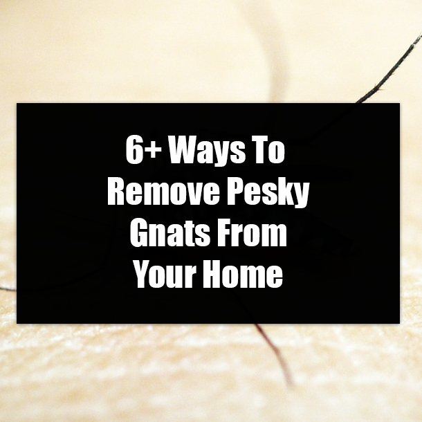 6+ Ways To Remove Pesky Gnats From Your Home