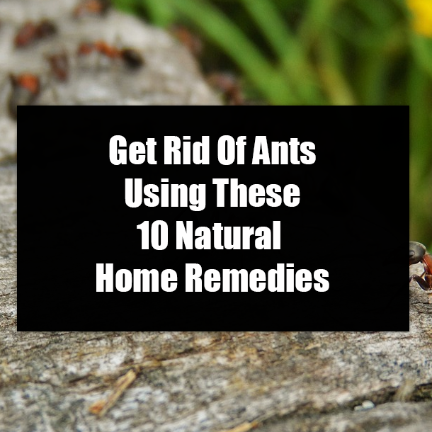 Get Rid Of Ants Using These 10 Natural Home Remedies