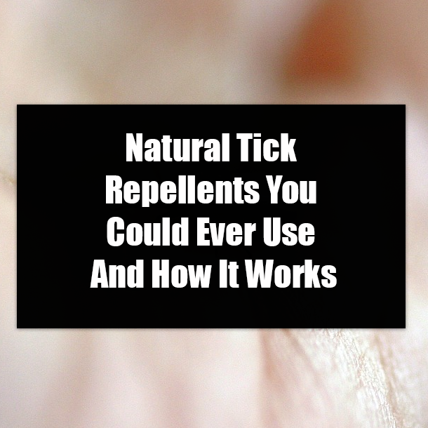 Natural Tick Repellents You Could Ever Use And How It Works