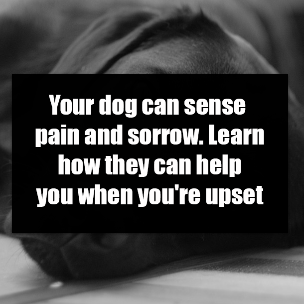 Your dog can sense pain and sorrow. Learn how they can help you when you're upset