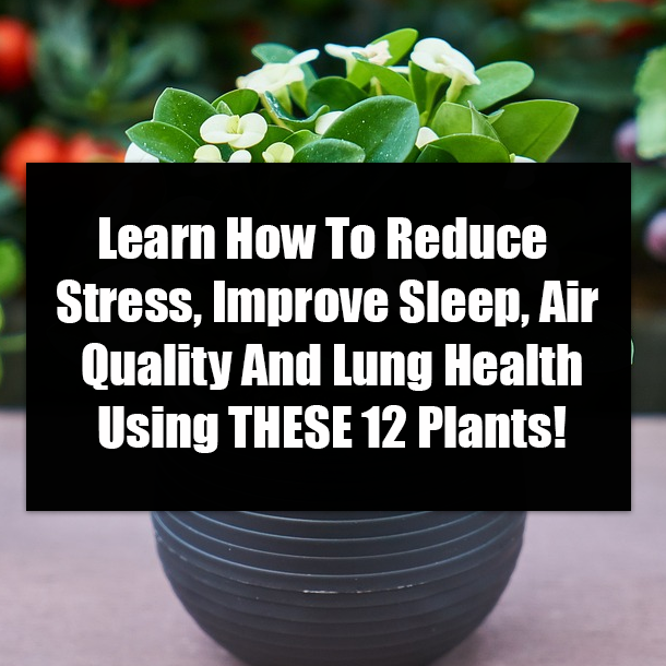 Learn How To Reduce Stress, Improve Sleep, Air Quality And Lung Health Using THESE 12 Plants!