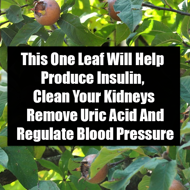 This One Leaf Will Help Produce Insulin, Clean Your Kidneys Remove Uric Acid And Regulate Blood Pressure