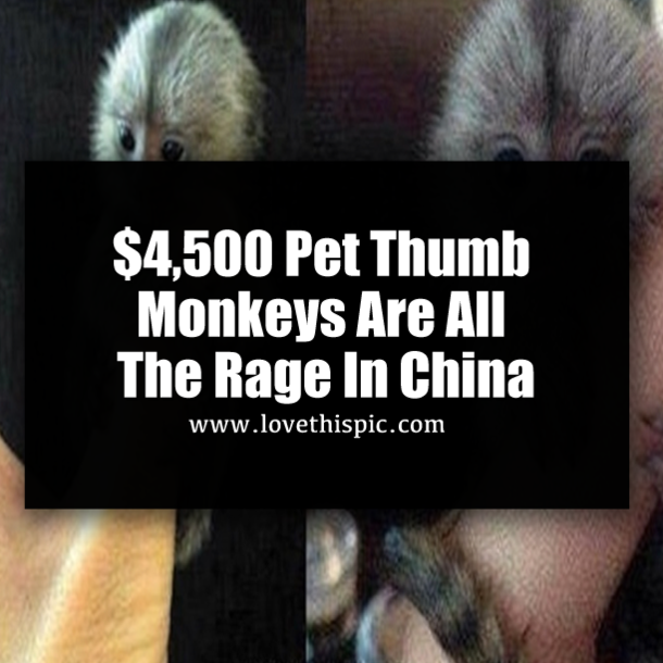 $4,500 Pet Thumb Monkeys Are All The Rage In China