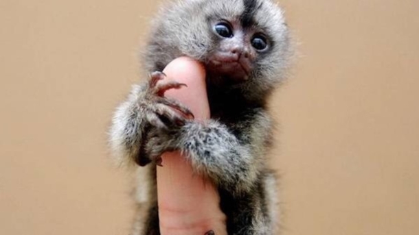 $4,500 Pet Thumb Monkeys Are All The Rage In China - picture 2