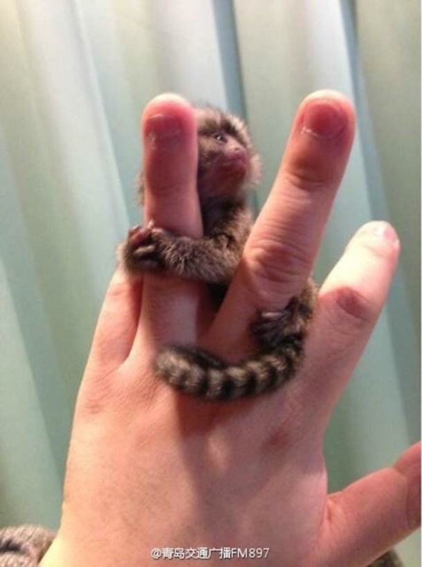 $4,500 Pet Thumb Monkeys Are All The Rage In China - picture 3