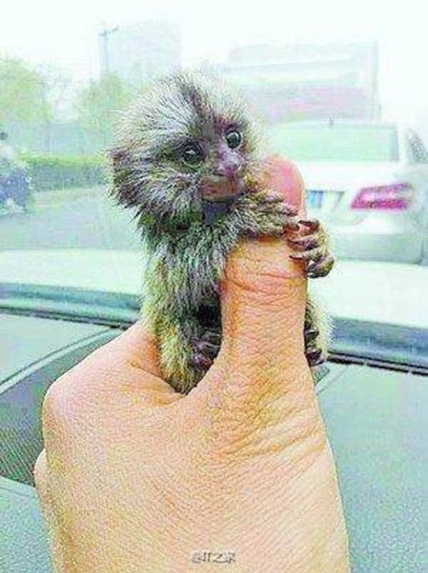 $4,500 Pet Thumb Monkeys Are All The Rage In China - picture 4