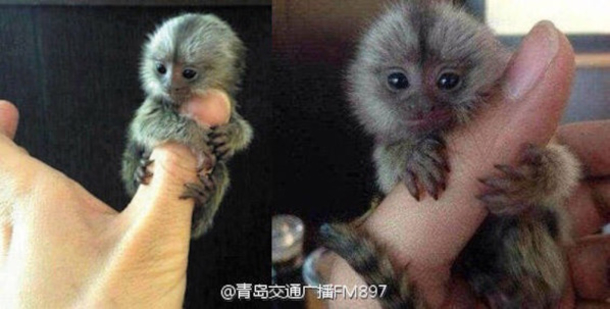 $4,500 Pet Thumb Monkeys Are All The Rage In China - picture 5
