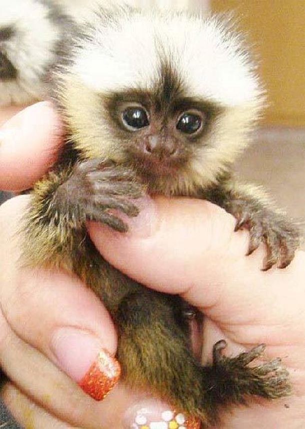 $4,500 Pet Thumb Monkeys Are All The Rage In China - picture 6