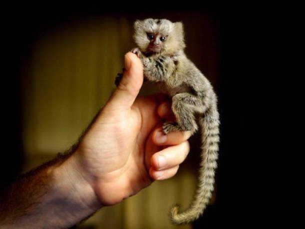$4,500 Pet Thumb Monkeys Are All The Rage In China - picture 7