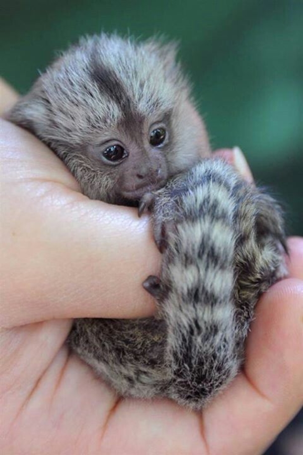 $4,500 Pet Thumb Monkeys Are All The Rage In China - picture 8