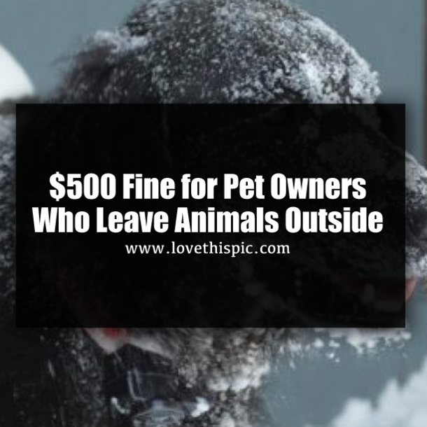$500 Fine for Pet Owners Who Leave Animals Outside