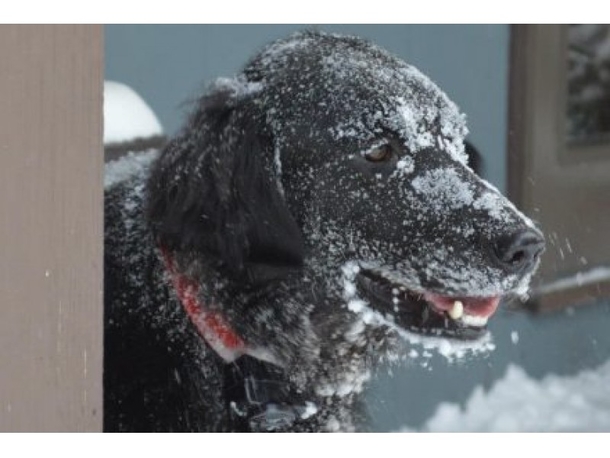 $500 Fine for Pet Owners Who Leave Animals Outside - picture 2