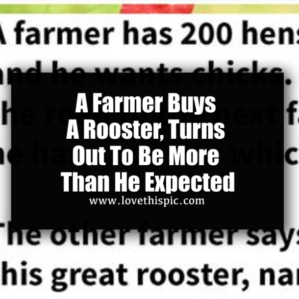 ​A Farmer Buys A Rooster, Turns Out To Be More Than He Expected