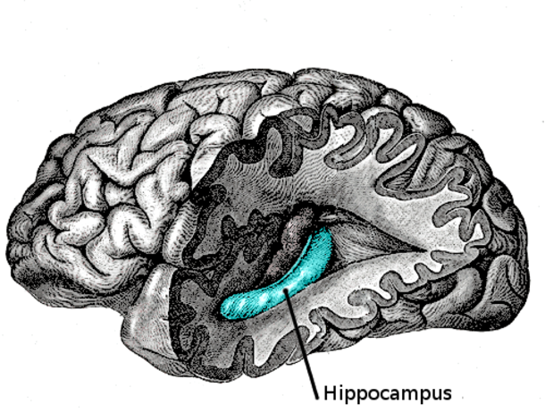 ​A Recent Study By Scientists Suggests That Being Forgetful Could Mean You Are Getting Smarter - picture 4