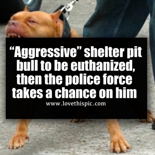 “Aggressive” shelter pit bull to be euthanized, then the police force takes a chance on him