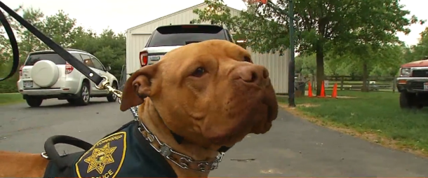 “Aggressive” shelter pit bull to be euthanized, then the police force takes a chance on him - picture 2