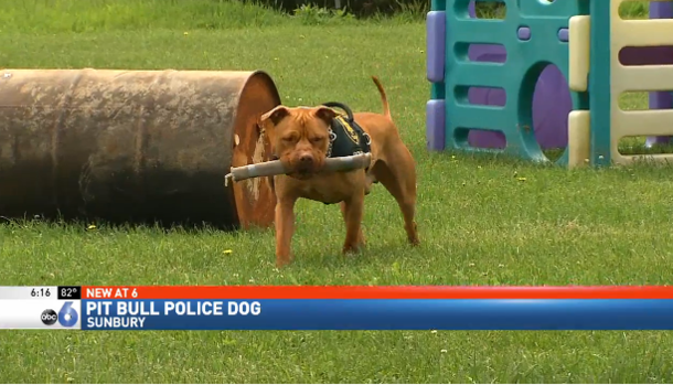 “Aggressive” shelter pit bull to be euthanized, then the police force takes a chance on him - picture 3
