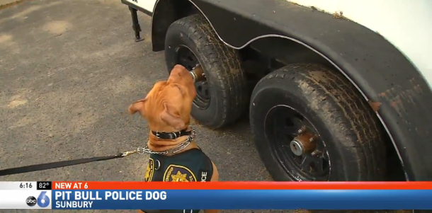“Aggressive” shelter pit bull to be euthanized, then the police force takes a chance on him - picture 4