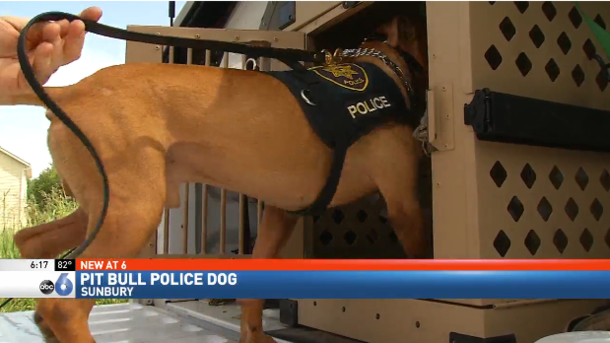 “Aggressive” shelter pit bull to be euthanized, then the police force takes a chance on him - picture 5