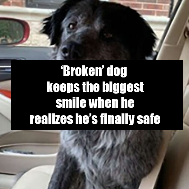 ‘Broken’ dog keeps the biggest smile when he realizes he’s finally safe