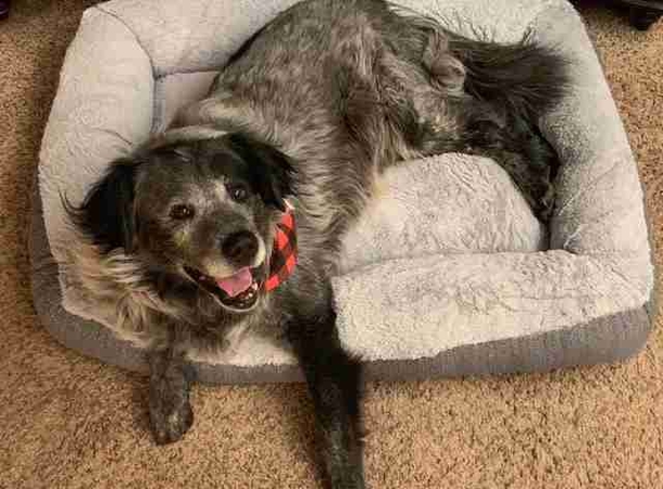 ‘Broken’ dog keeps the biggest smile when he realizes he’s finally safe - picture 5